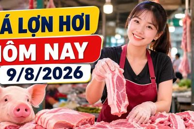 Giá lợn hơi hôm nay 9/8/2026 giảm tiếp, mức 62.000 đồng/kg biến mất