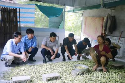 Làm giàu từ con tằm ăn lá sắn