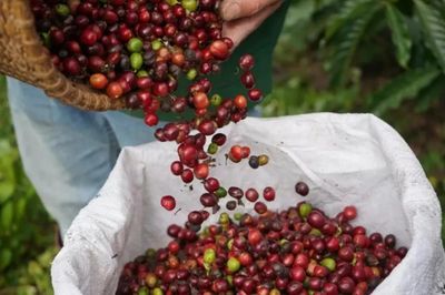 Ngày 9/8: Giá cà phê tiếp tục giảm, hồ tiêu cao nhất ở mức 141.000 đồng/kg