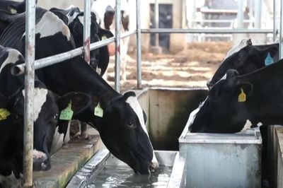 Hàn Quốc: Nắng nóng gây thiệt hại nặng cho ngành chăn nuôi