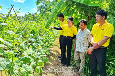Vững sinh kế nhờ đa dạng cây trồng
