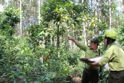 Lâm Đồng: Công tác chi trả tiền giao khoán bảo vệ rừng đầy đủ và đúng quy định