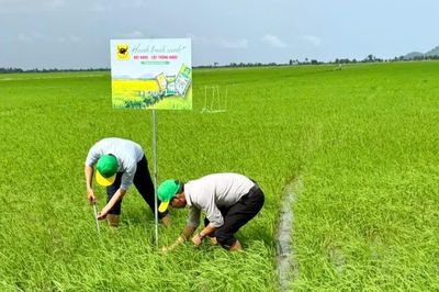 Đổi mới tư duy trên vùng đất phèn để tăng hiệu quả trồng lúa