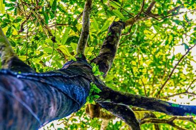 Tận thấy quần thể chè quý hiếm giữa rừng nguyên sinh Quảng Ninh