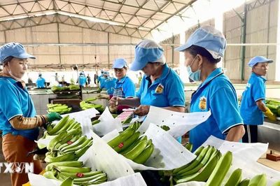 Hàn Quốc: GS25 chọn trang trại chuối tại Việt Nam làm nguồn cung riêng