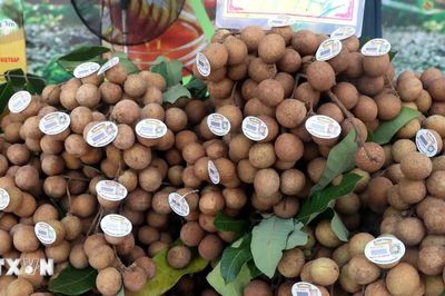 Nhãn lồng Hưng Yên đứng trước cơ hội bảo tồn và phát triển thương hiệu