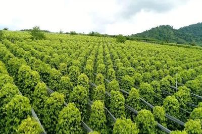 Xuất khẩu hồ tiêu tăng trưởng tích cực, ngành gia vị tập trung nâng cao giá trị