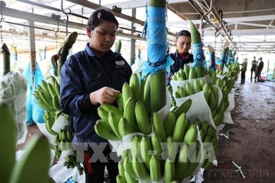 Hàn Quốc: Chuỗi cửa hàng GS25 nhập chuối từ trang trại được chỉ định ở Việt Nam ​