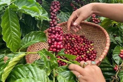 Giá nông sản hôm nay (10/8): Giá thịt heo hơi tiếp tục giảm, cà phê đảo chiều tăng