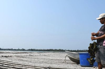Phát triển nông nghiệp xanh, tuần hoàn