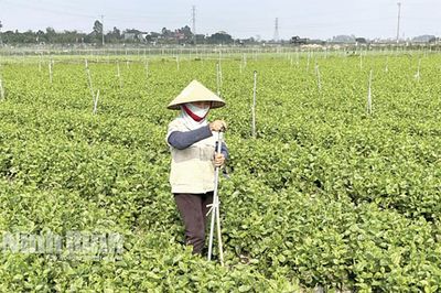 Xây dựng nông thôn mới hướng đến nâng cao chất lượng, hiện đại và bền vững