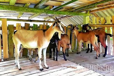 Tân Sơn trao 56 con dê giống cho hộ nghèo, cận nghèo