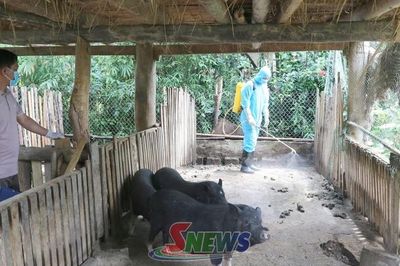 Kiểm soát dịch bệnh khi tái đàn lợn