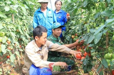 Hiệu quả từ mô hình chi hội nông dân nghề nghiệp
