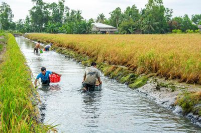 Gạo lúa - tôm - Ðịnh vị bằng chất lượng