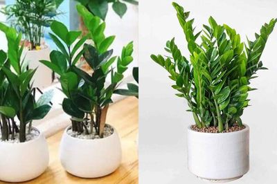 Đừng tùy tiện trồng cây kim tiền trong nhà nếu không biết 3 điều kiêng kỵ này, tránh phản tác dụng