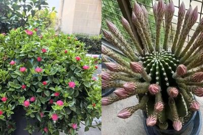 5 loại hoa đẹp đến mấy cũng không nên tùy tiện trồng trong nhà, nhiều gia đình đang mắc phải, đặc biệt là số 1