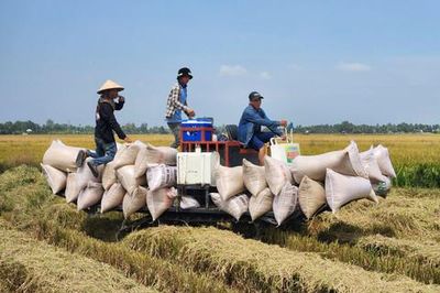 Nông dân miền Tây phấn khởi vì lúa Hè Thu trúng mùa, được giá