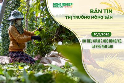 Thị trường nông sản 10/8/2026: Hồ tiêu giảm 2.000 đồng/kg, cà phê neo cao