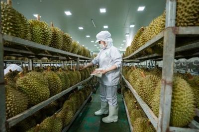 50 cơ sở kiểm nghiệm Cadimi, Vàng O trong quả tươi xuất khẩu sang Trung Quốc
