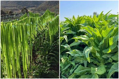 Nguồn gốc tên gọi rau tiến vua