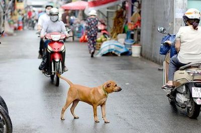 Dắt chó ra đường không rọ mõm bị phạt bao nhiêu tiền?
