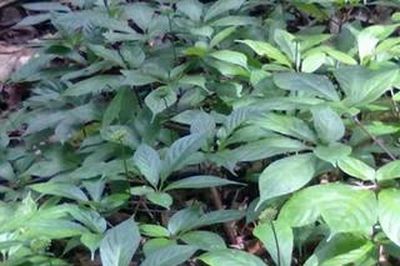 Chiêu trò góp vốn trồng sâm Ngọc Linh, lừa đảo hơn 1.200 tỷ đồng