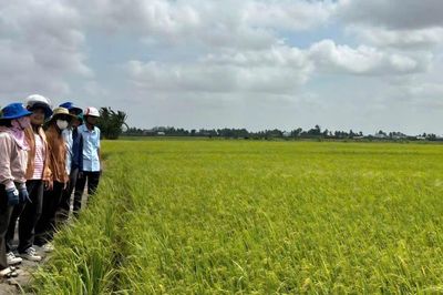 Tăng lợi nhuận nhờ canh tác lúa 'thuận thiên'