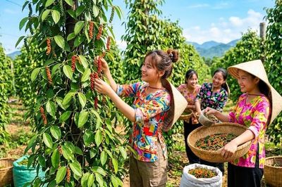 Giá hồ tiêu hôm nay 11.8.2026: Bật tăng 500 đồng/kg