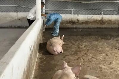 Chuyển công an điều tra vụ các chủ trại heo sử dụng chất cấm