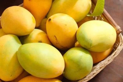 Đặc sản xoài cát Hòa Lộc khẳng định giá trị trên thị trường