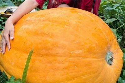 Sức hút từ những quả bí ngô khổng lồ nặng hơn 100kg tại Quảng Ninh