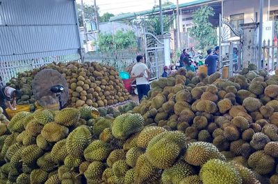 Vụ án sầu riêng: Không còn sầu vẫn ủy quyền xuất khẩu