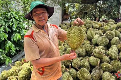 Trung Quốc nhập 1 triệu tấn sầu riêng, Thái Lan bỏ xa Việt Nam vì 'hàng loại A'