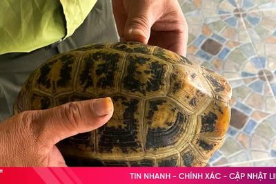 Người dân tự nguyện giao nộp rùa núi vàng quý hiếm