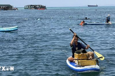 Những 'công nhân' đặc biệt bền bỉ giữ màu xanh của biển