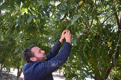 Trung Quốc áp thuế chống bán phá giá cao đối với hồ đào nhập khẩu từ Mỹ và Mexico