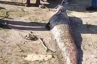 Ngư dân câu được con cá trê khổng lồ dài 1,9 mét, nặng 78kg trên sông