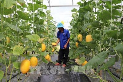 Vĩnh Long chuyển từ 'làm nông' sang 'làm kinh tế'