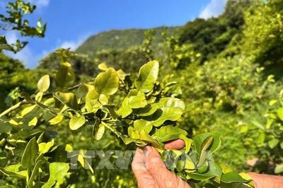 Từ cây lấy trái đến mỏ vàng lá chúc ở miền đất Bảy Núi
