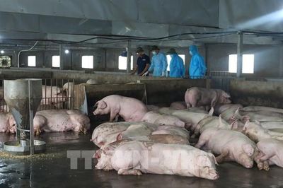 Phát hiện 3 trại lợn ở Đồng Nai sử dụng chất cấm Salbutamol
