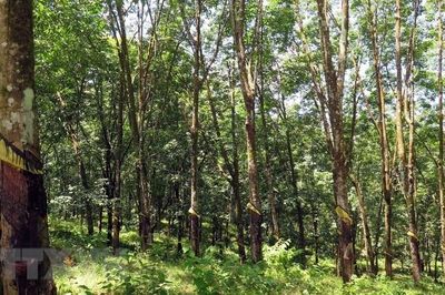 Ngành cao su tìm lời giải để khai thác tín chỉ carbon