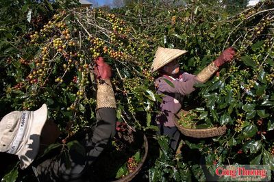Việt Nam - Uganda thúc đẩy hợp tác phát triển cà phê bền vững