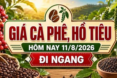 Giá cà phê, hồ tiêu hôm nay 11/8 chưa có biến động mới