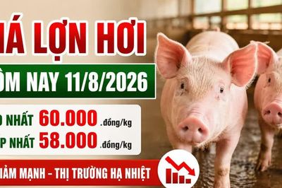 Giá lợn hơi hôm nay 11/8/2026: Cao nhất chỉ còn 60.000 đồng/kg