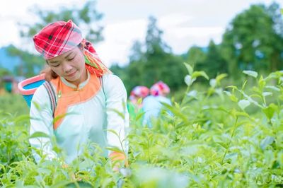 Lào Cai xây dựng vùng chè an toàn, hướng tới thị trường châu Âu