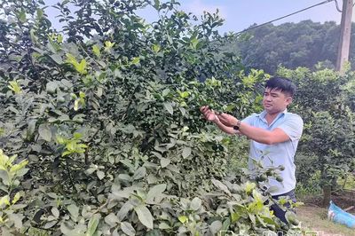 Phát huy lợi thế, nâng cao thu nhập