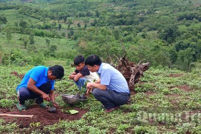 Chuyển đổi cây trồng-hướng thoát nghèo ở vùng núi