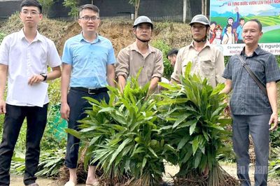 Thượng Nông triển khai mô hình trồng 13ha sa nhân tím