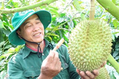 Triển khai 'Chiến dịch 30 ngày đêm', Đắk Lắk huy động tổng lực cấp mã số vùng trồng